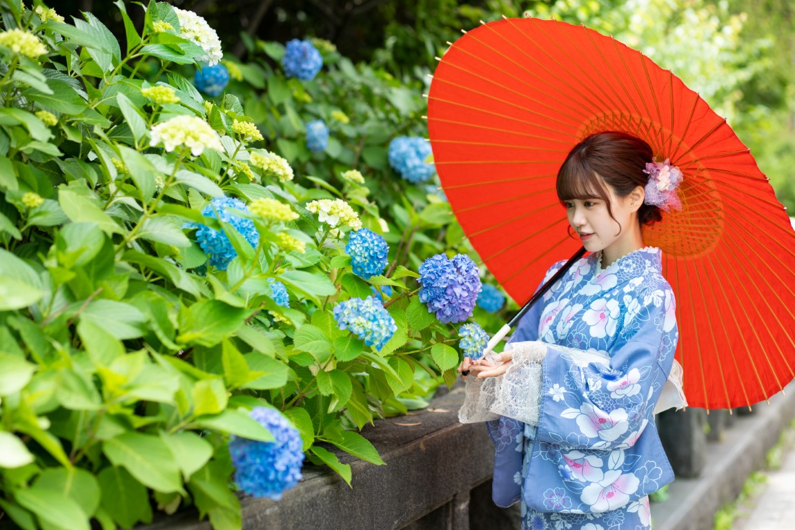 真っ赤な和傘をさしてアジサイと映っている着物姿の女性